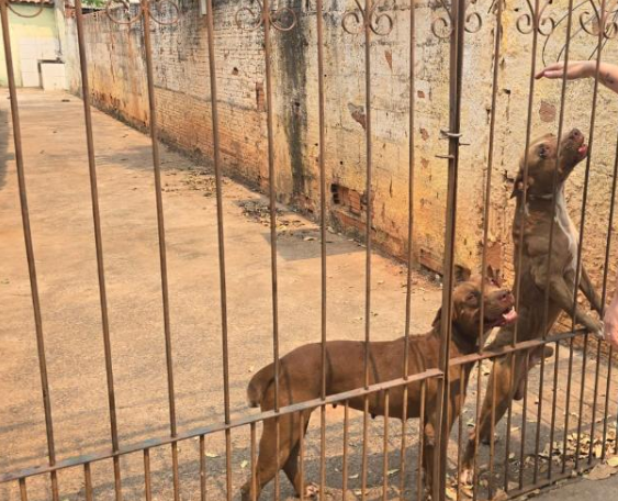 Cães pitbull são encontrados em situação de maus-tratos