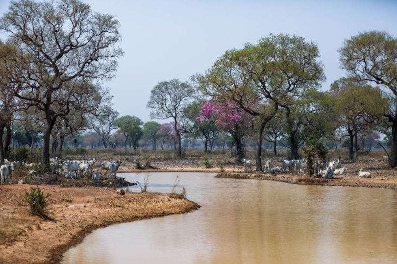 Apesar da seca no Pantanal animais estão em boas condições