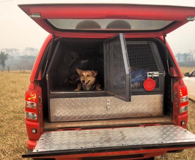 Bombeiros utilizam cães farejadores na busca por jovem