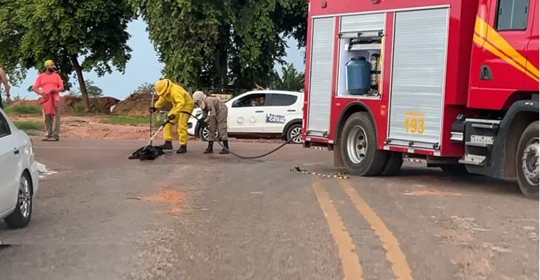 Bombeiros socorrem bebê, crianças e cão picados por abelhas