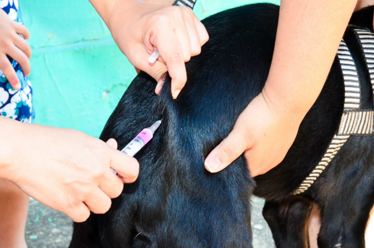 Sábado (23) haverá vacinação de animais em Cuiabá