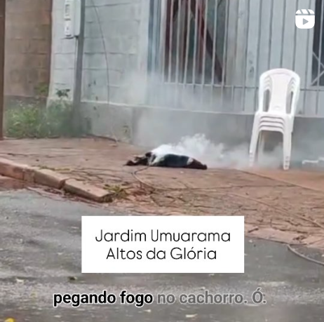 Cachorro morre eletrocutado no Jd Umuarama; Vídeo